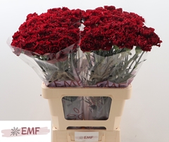 Dianthus Single Grace 60cm