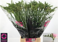 Freesia Double Honeymoon 50cm 15gr.