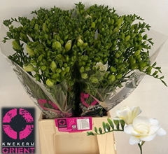 Freesia Double Volante 50cm 15gr.