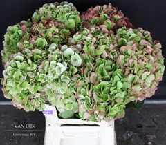 Hydrangea Verena Classic 60cm 19-21cm Hd