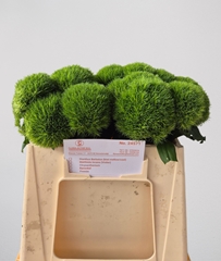 Dianthus Barb Kiwi Mellow 35cm