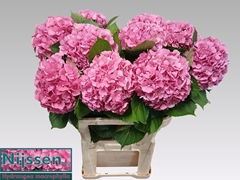 Hydrangea Elbtal Pink 80cm 18-20cm Hd