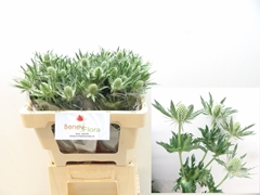 Eryngium Magical White Lagoon 50cm
