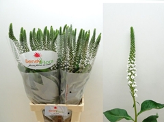 Lysimachia Moonlight 80cm