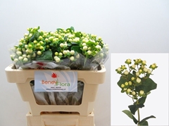 Hypericum Magical Snowprince 50cm