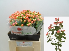 Hypericum Magical Royal Princess 40cm