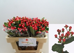 Hypericum Go Top 50cm
