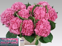 Hydrangea Elbtal Pink 60cm 16-18cm Hd