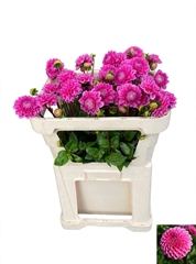 Dahlia Sandra 75cm
