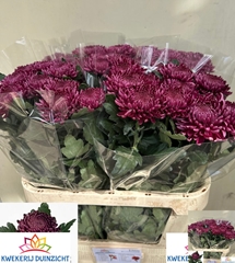 Chrysanth Single Bigoudi Purple 80cm 130gr.