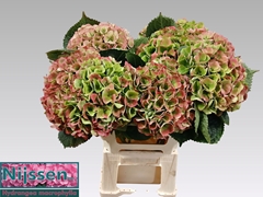 Hydrangea Opal Classic 60cm 20-22cm Hd