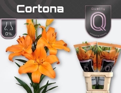 Lily La Cortona 85cm 4+