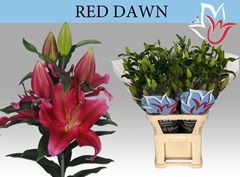 Lily Oriental Red Dawn 110cm 6+