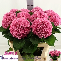 Hydrangea My Beautiful Vienna 80cm 16-18cm Hd