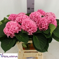 Hydrangea My Beautiful Vienna 60cm 14-16cm Hd
