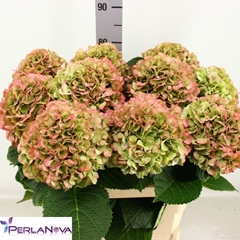 Hydrangea My Beautiful Vienna Classic 80cm 18-20cm Hd