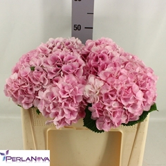 Hydrangea My Beautiful Vienna 50cm 13-15cm Hd