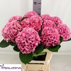 Hydrangea My Beautiful Heaven 60cm 14-16cm Hd
