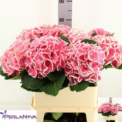 Hydrangea My Beautiful Rosada 80cm 15-17cm Hd