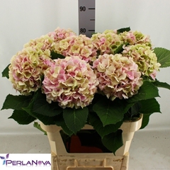 Hydrangea Verena Classic 80cm 18-20cm Hd