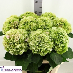 Hydrangea Verena Classic 80cm 19-21cm Hd