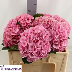 Hydrangea My Beautiful Heaven 50cm 13-15cm Hd