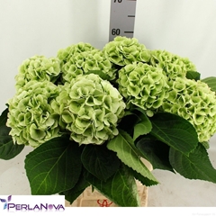 Hydrangea My Beautiful Matcha Classic 60cm 15-17cm Hd
