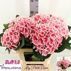 Hydrangea My Beautiful Rosada 60cm 13-15cm Hd