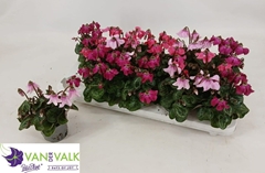 Cyclamen Super Serie Pettico 9Ø 17cm