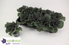 Brassica Oleracea 10Ø 15cm