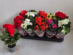 Begonia Double Mix 9Ø 28cm