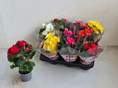 Begonia Double Mix 9Ø 25cm