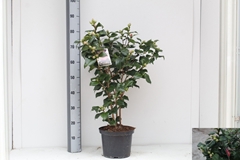 Camellia Japonica Dr King 23Ø 85cm