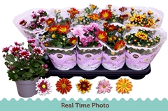 Chrysanth Mix Flower 12Ø 25cm