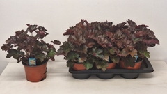 Heuchera Palace Purple 17Ø 26cm