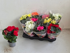 Begonia Double Mix 9Ø 25cm