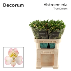 Alstroemeria True Dream 75cm 65gr.