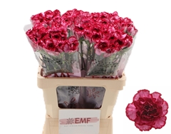 Dianthus Single Bacarat Purple 60cm