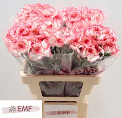 Dianthus Single Bacarat Pink 60cm