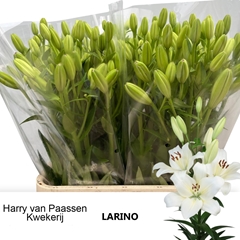 Lily La Larino 90cm 5+
