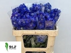 Delphinium Double Delphi's Morninglight 50cm