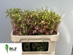 Delphinium Single Pink Sensation 70cm