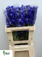 Delphinium Double Delphi's Morninglight 60cm