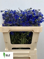 Delphinium Single Volkerfrieden 50cm