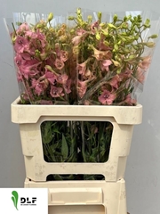 Delphinium Single Pink Sensation 60cm
