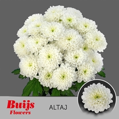 Chrysanth Spray Altaj 70cm 70gr.