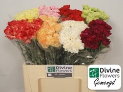 Dianthus Single Gem In Fust 55cm