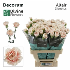 Dianthus Single Altair 60cm