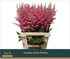 Astilbe Anita Pfeifer 70cm