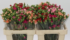 Dianthus Spray Mix 55cm